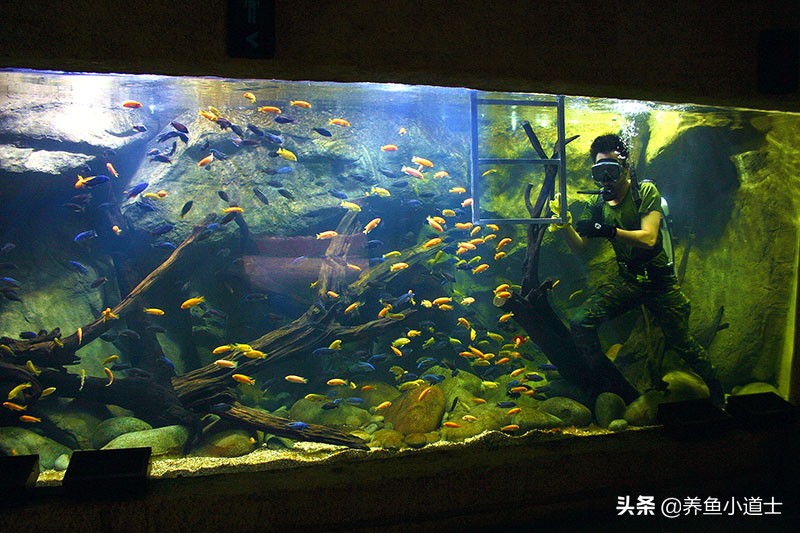 三湖慈鲷鱼病,三湖慈鲷哪种鱼好养