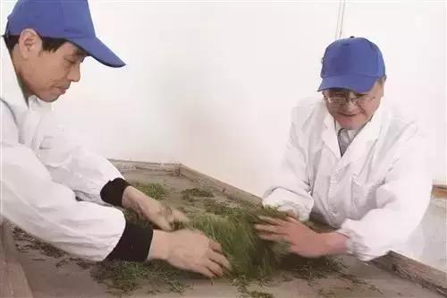 恩施玉露绿茶推荐,清甜又爽口的绿茶谁不想尝一口呢