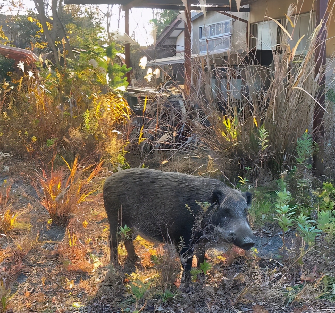 福岛事件变异动物,日本福岛辐射动物基因变异
