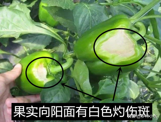 辣椒果实变黄病害图片与防治,辣椒果实病害起斑防治