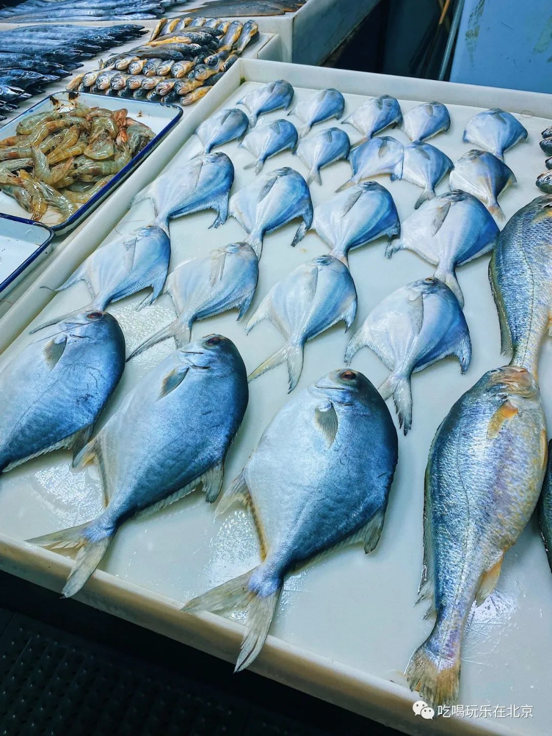 朝阳区海鲜市场,北京朝阳区海鲜市场