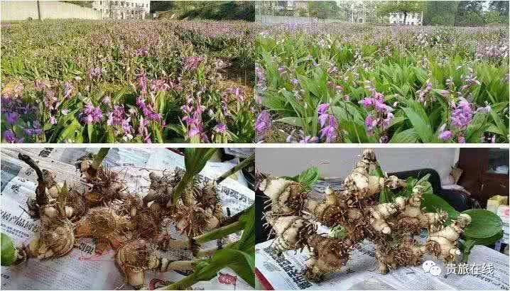 吴博士：让我们认识认知认同白及