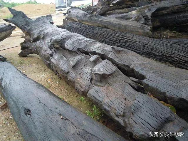 阴沉木为什么值钱,阴沉木到底哪些地方值钱