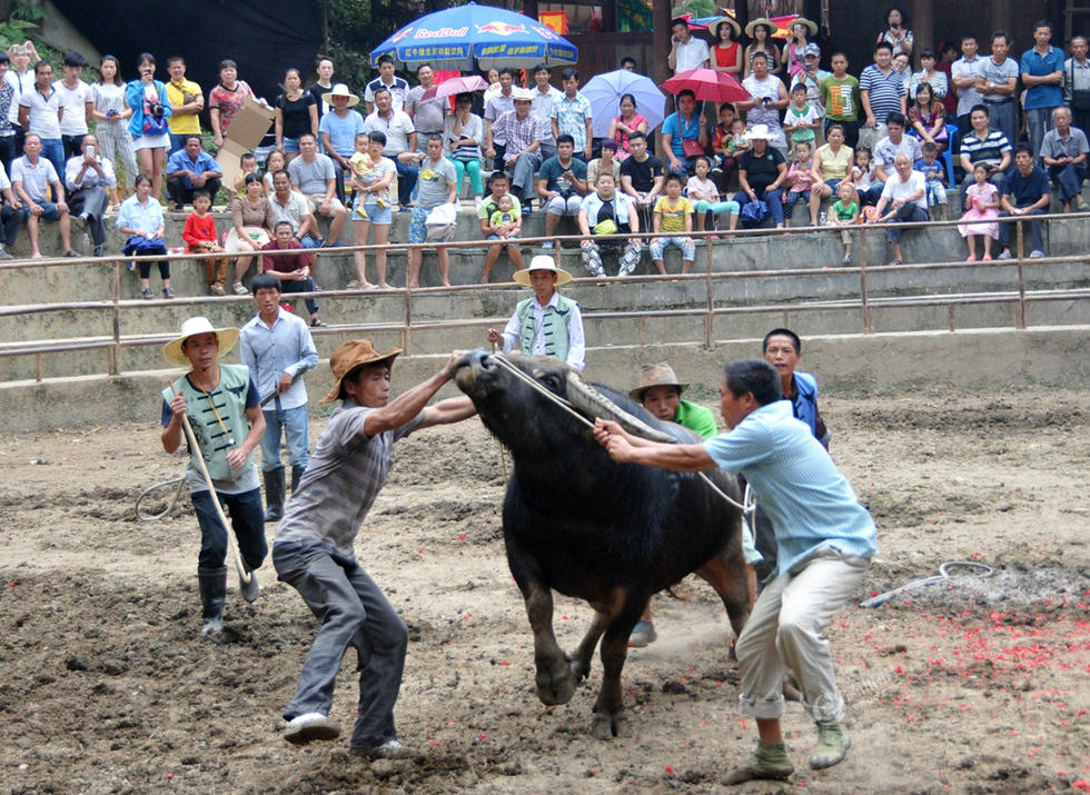 西班牙斗牛节最猛的牛,西班牙最精彩的斗牛