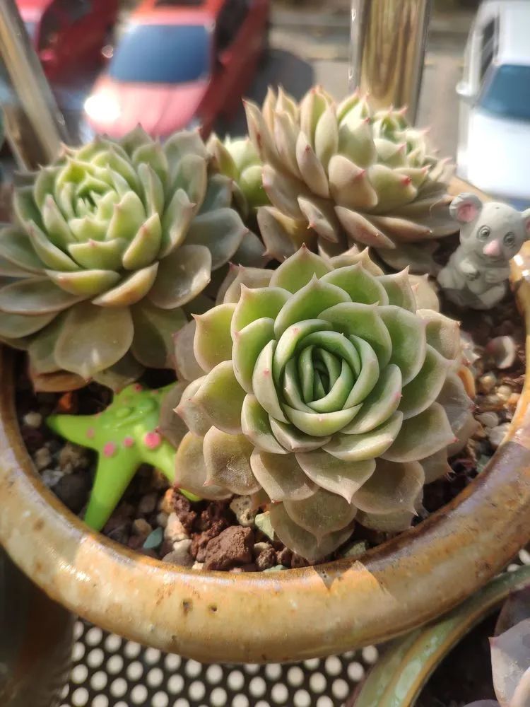 每一棵多肉都承载了一段时光,每一棵多肉都是独一无二