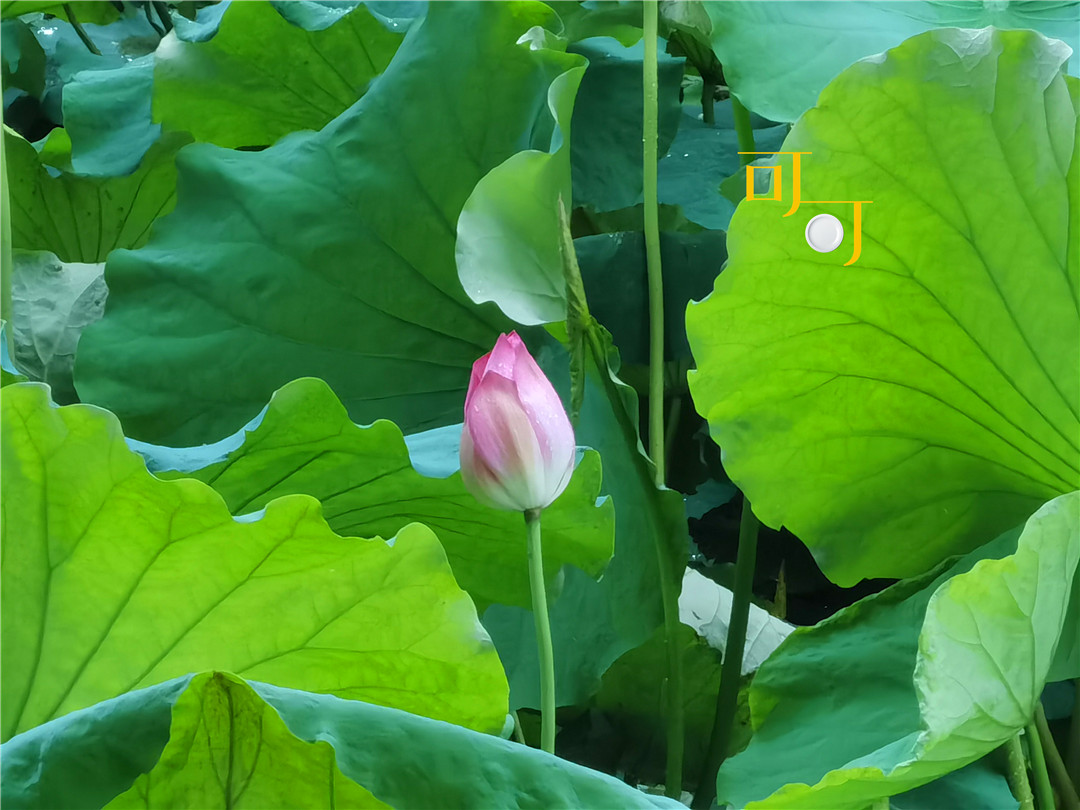 湖州荻港渔村美食,湖州荻港渔庄陈家私房菜