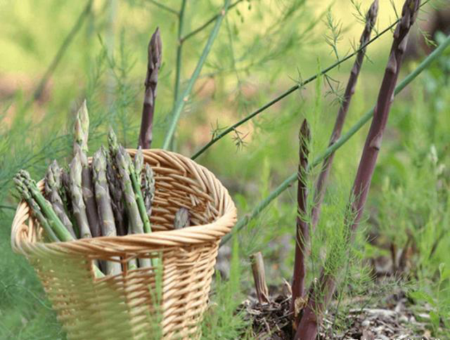 芦笋一年收几次种植方法和时间,芦笋的种植要种多长时间才有收获