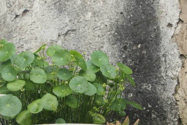 适合栽在庭院的多肉,庭院地栽多肉设计