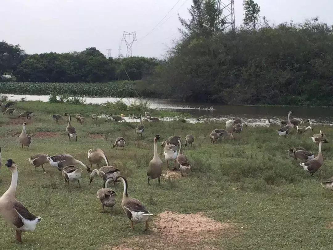 醉鹅馆网红店,广州出名的醉鹅
