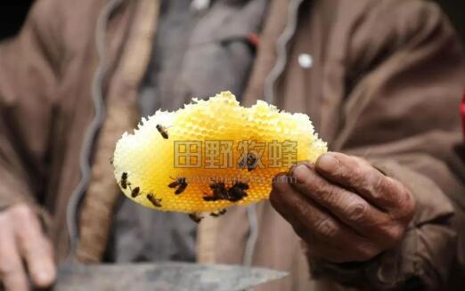 野生蜂蜜与加糖蜂蜜区别,野生小草蜂蜜算不算好蜂蜜