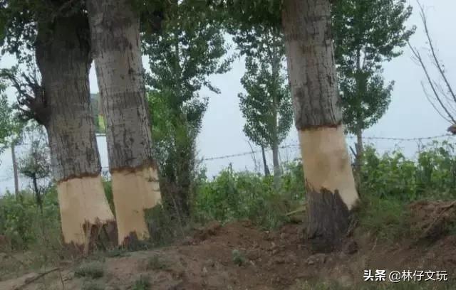 人要脸树要皮请你自重,人要脸树要皮完整句子