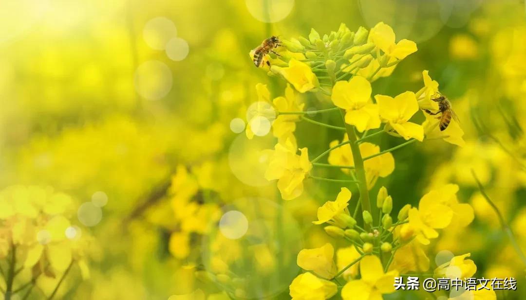 有关春天的诗词或成语,关于春天的成语古诗名句