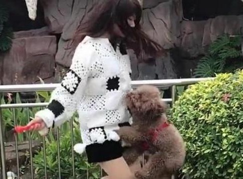 泰迪想要小一点的该怎么选,泰迪想攻击主人怎么驯服