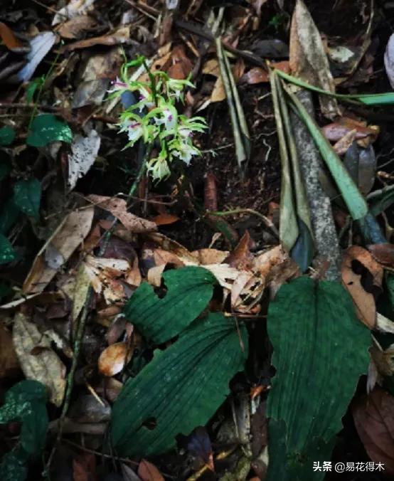 荷瓣兰最好的兰花品种排行,腋唇兰和春兰的区别