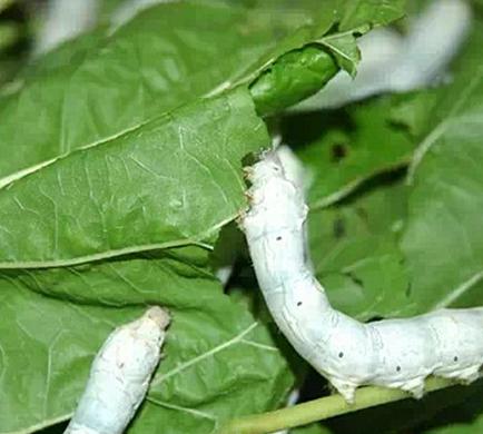 蚕有什么用途和价值,蚕文化是什么资料