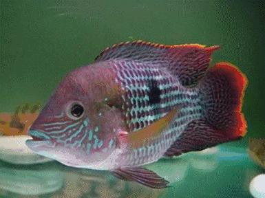 端午节遇上檀溪谷，奇幻海洋世界美爆你的视觉、味觉！