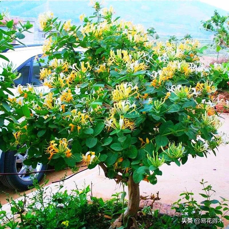 金银花黄叶子有黑斑是怎么回事,金银花现在发黄是啥原因