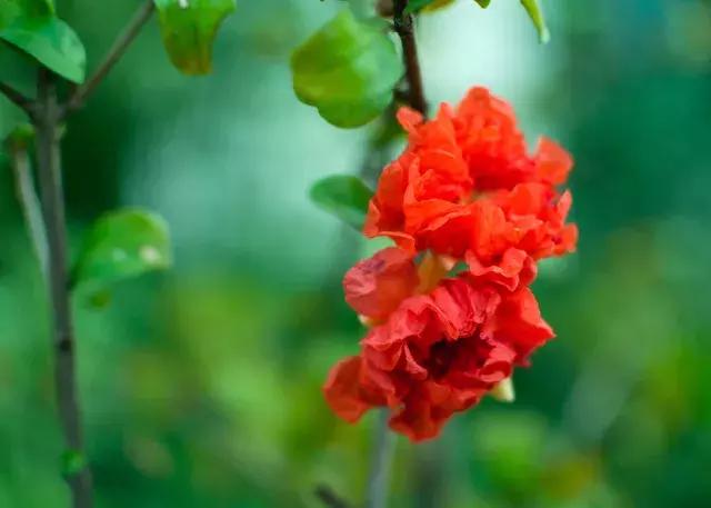 姝f槸娴村叞鏃惰妭鍔ㄨ彇钂查厭缇庢竻灏婂叡,绔崍鑺傚攼鑿栬挷