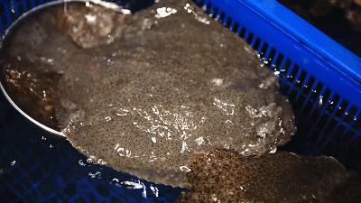 鲜嫩多汁网红的高压锅生蚝,蒜蓉生蚝罐头即食乳山生蚝