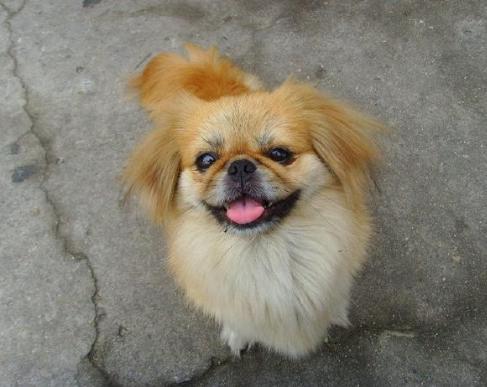 国内最常见的二十种狗,国内常见的几种狗