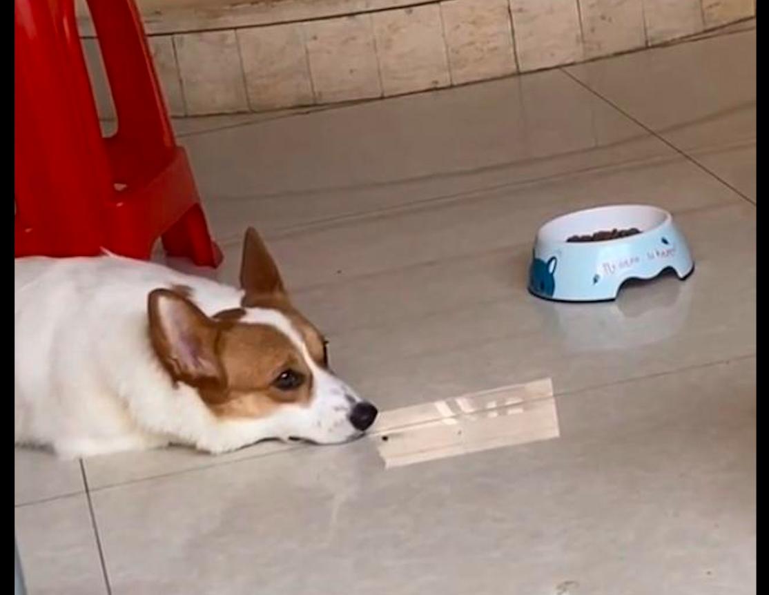 小体型狗狗挑食不吃狗粮怎么纠正,狗狗特别挑食不吃狗粮怎么办