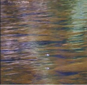 盘点被电鳗电死的人,鳄鱼咬住电鳗当场死亡