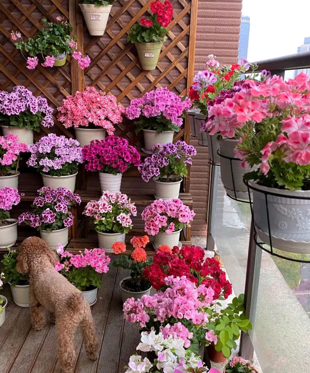 这“38种花”,当你开始收集品种时,你已入坑颇深