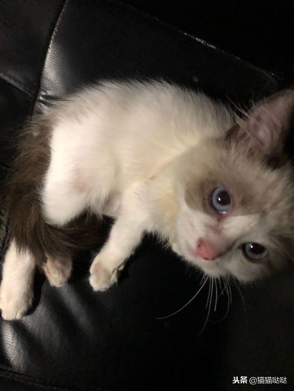 小猫得了猫癣怎么治好得快,小猫得了猫癣能治好吗