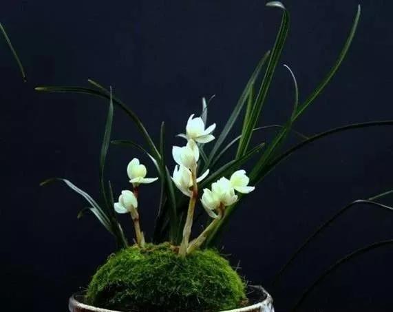 名贵植物排名前十名,十大天价的花卉