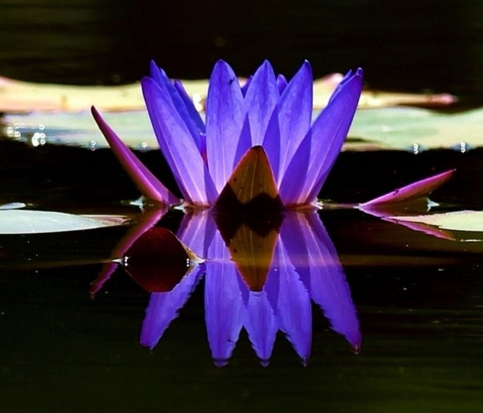 睡莲花开不染纤尘,睡莲纤尘不染给人一种清雅的感觉