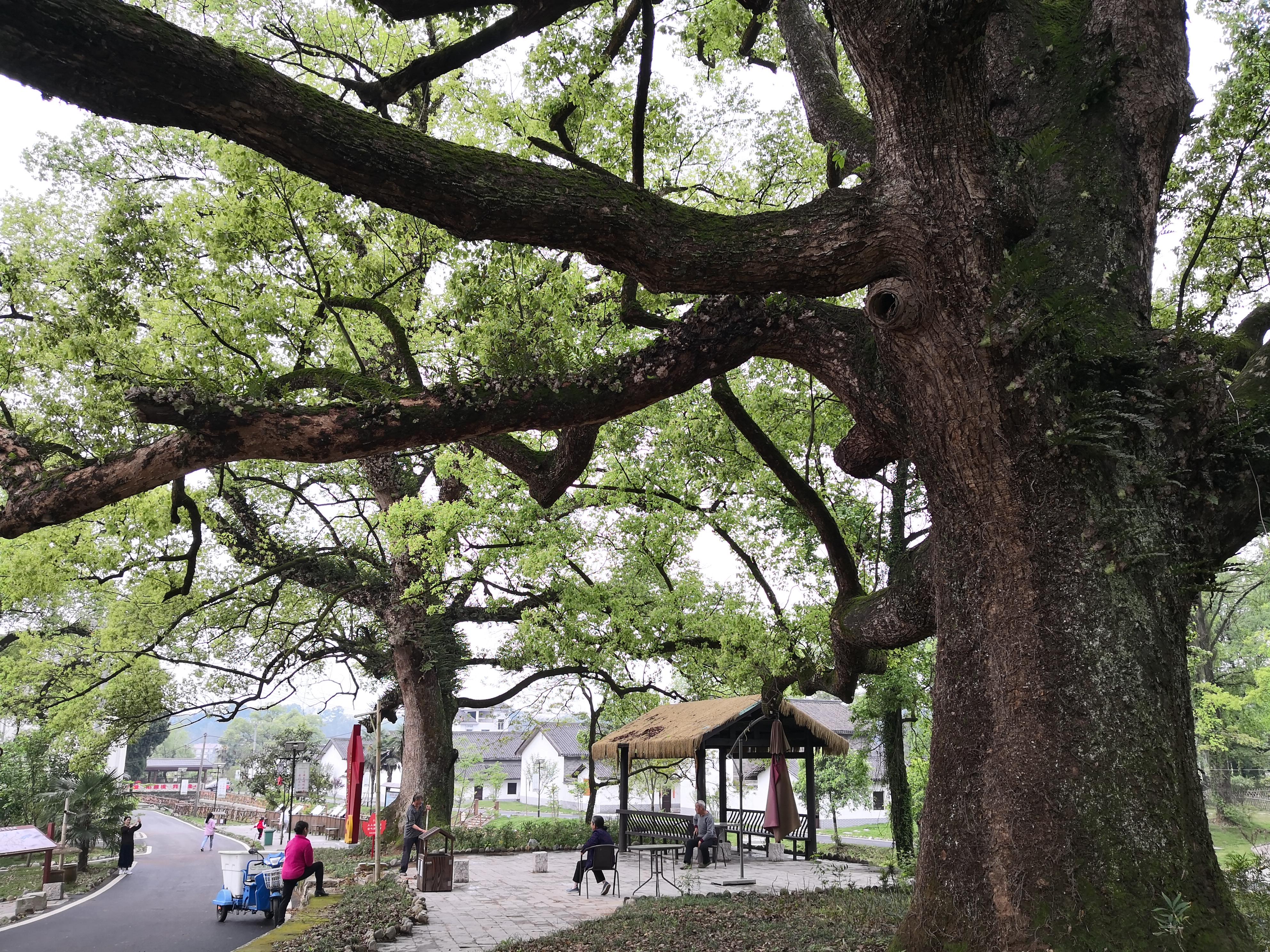 妈妈那边的亲戚称呼大全,山东亲属称呼大全