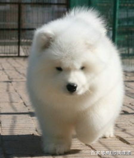 爱心狗狗小白（感人至深的故事）下