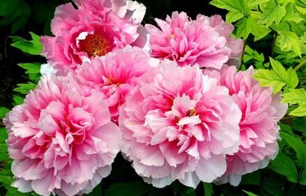 茶花是我国的十大名花吗,中国十大名花图片及花语