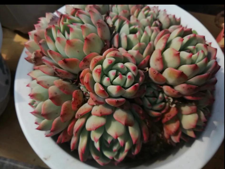 多肉养出状态来有多美?这102种多肉控养上色之后美呆了