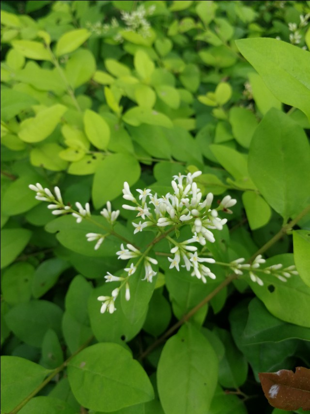 庚子杂吟漫画全集,庚子杂吟全集完整版