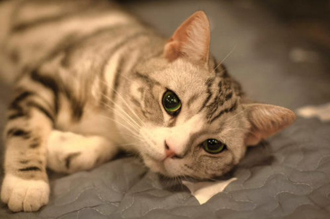 辟谣，猫咪蹭人并非仅为撒娇，另有四点身体不适情况需铲屎官深思