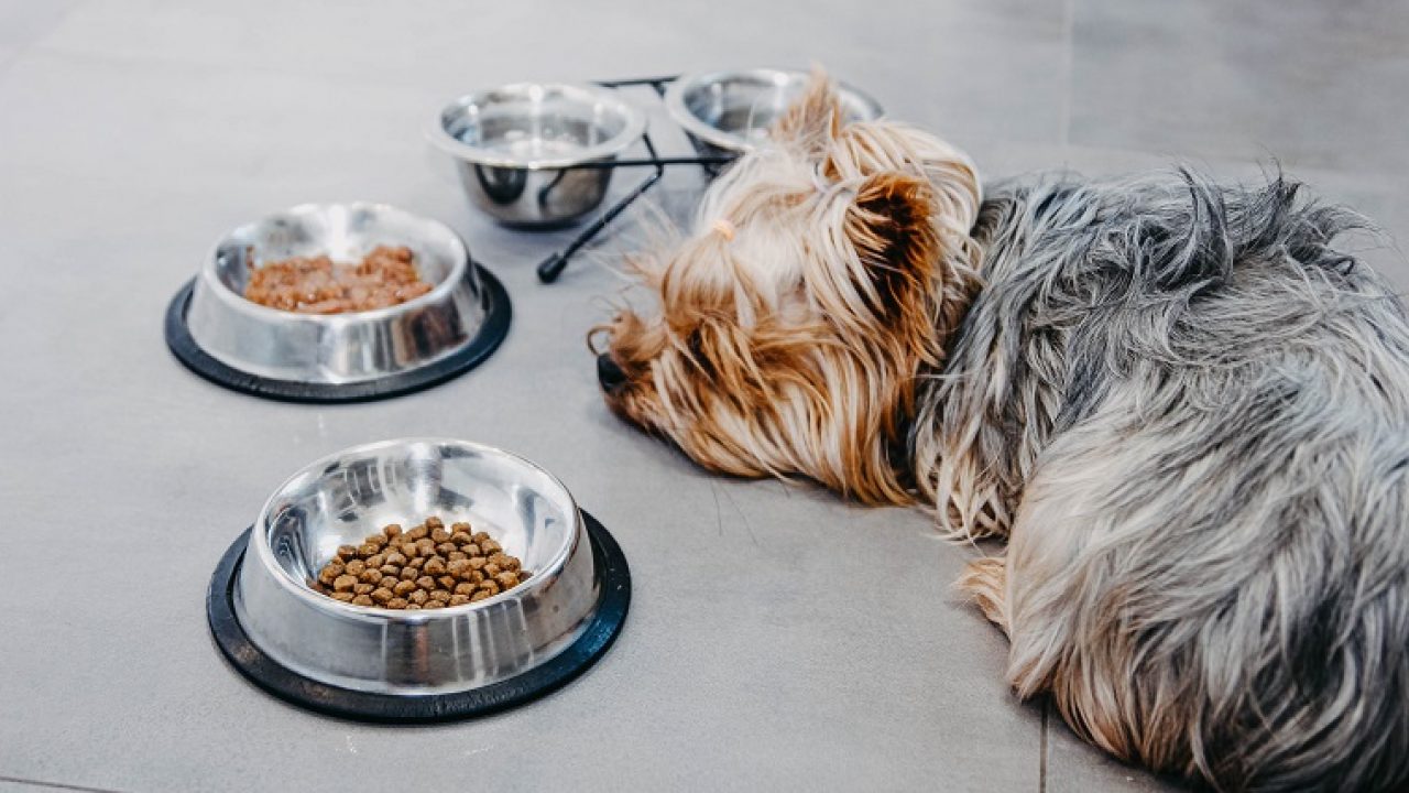 狗狗不吃饭怎么办鼻子干,狗狗不吃饭怎么办视频