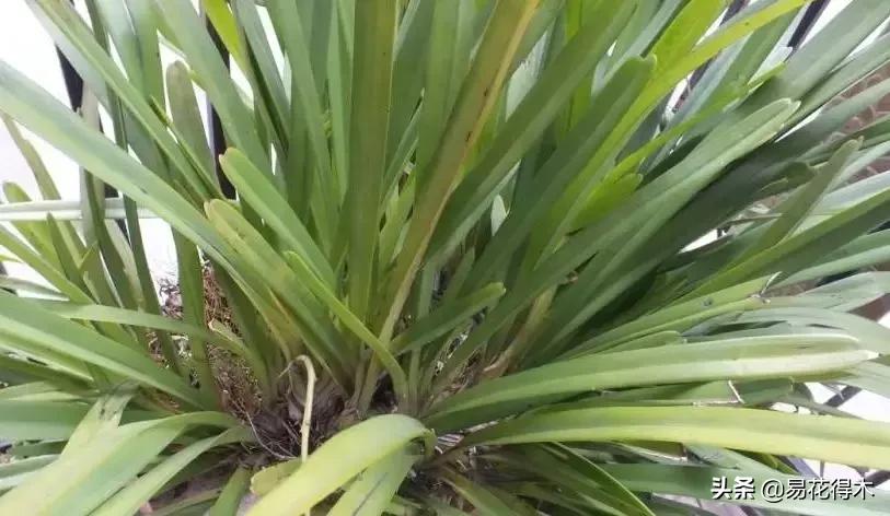 硬叶兰与纹瓣兰哪个贵,兰花老品种出艺莲瓣兰