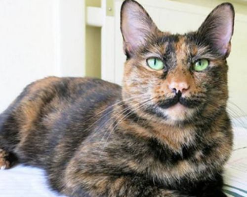 中华田园猫和狸花猫有什么区别,古代中华田园猫排行