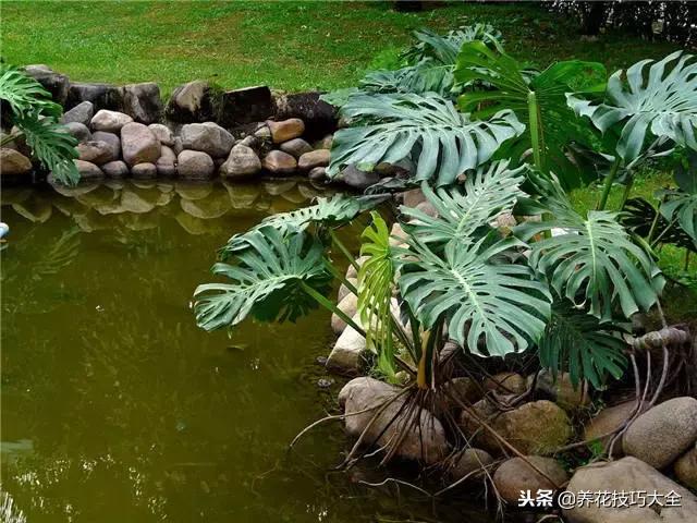 常见小区绿化100种植物图片,常见的水生植物有哪些种