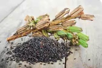 吃黑芝麻真的养发吗,养生黑芝麻的养发秘诀