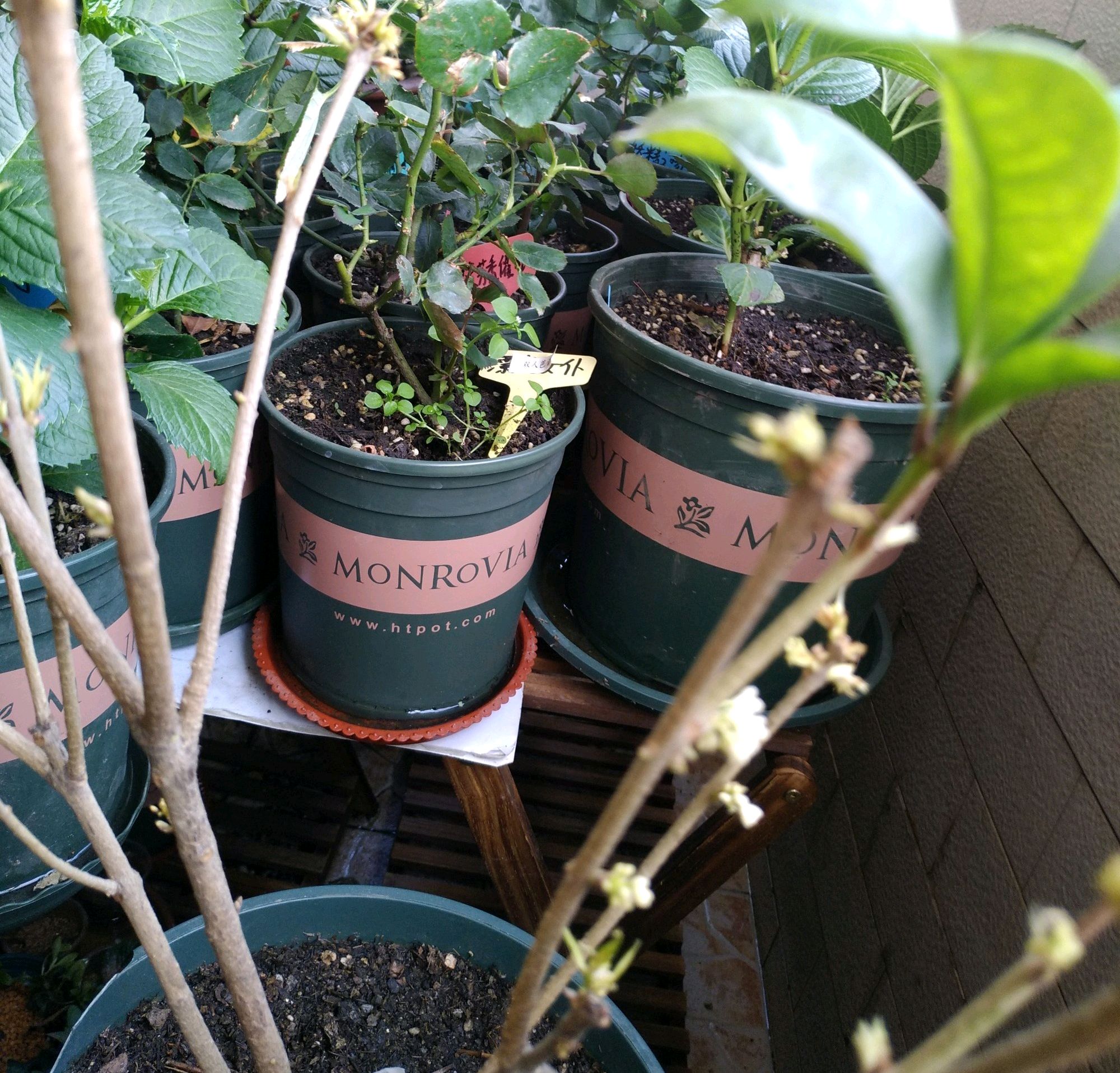 桂花怎样管理开花早,桂花不开花要剪枝吗