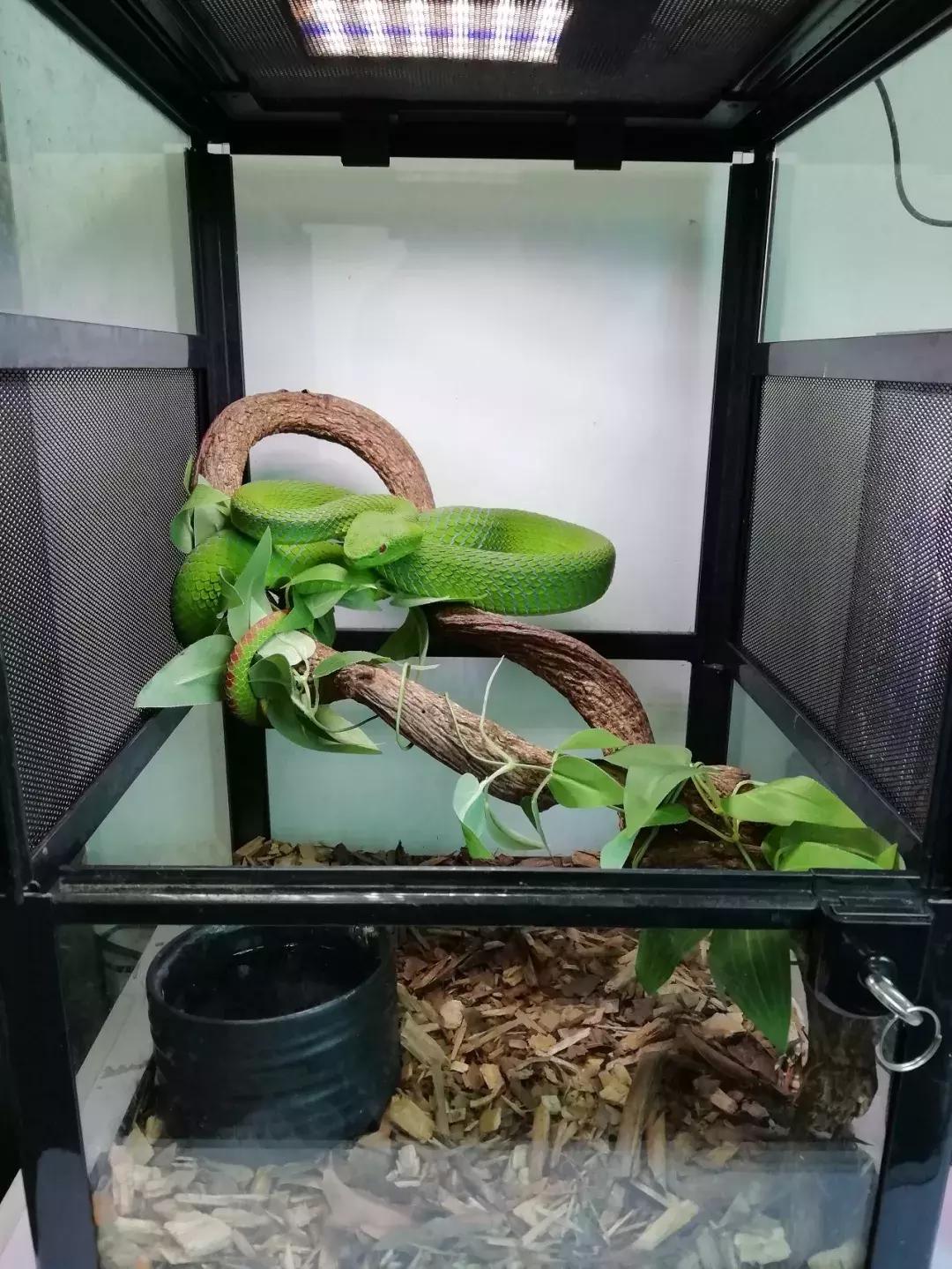 如何让观赏蛇类在人工环境下住得幸福