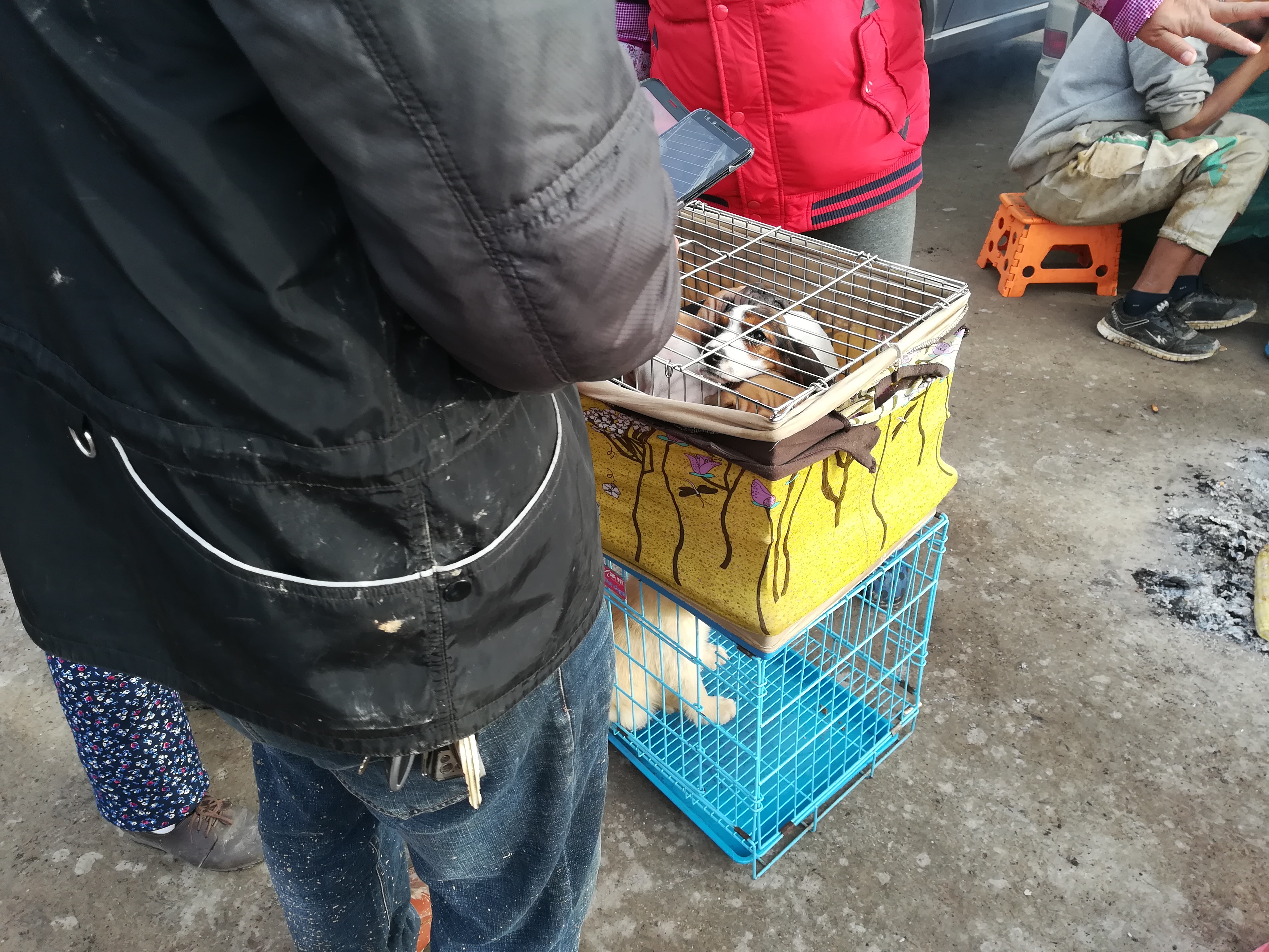 沙皮狗最多卖多少钱,沙皮狗幼犬出售