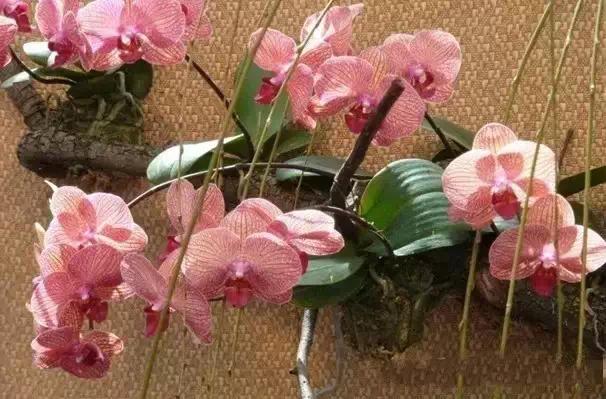 极品中的精品兰花,带你回忆天价兰花蕙兰篇