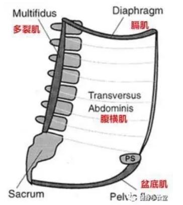 平板支撑怎么锻炼腰围,如何平板支撑斜方肌会瘦
