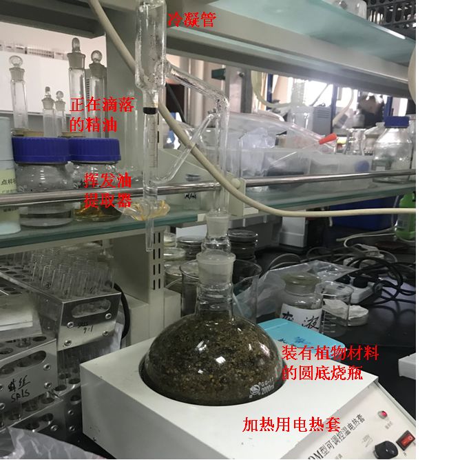 女性们爱用的精油护发,女生爱用的精华