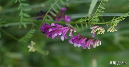 农村田里长的能吹口哨的植物,农村常见的野豌豆竟全身是宝