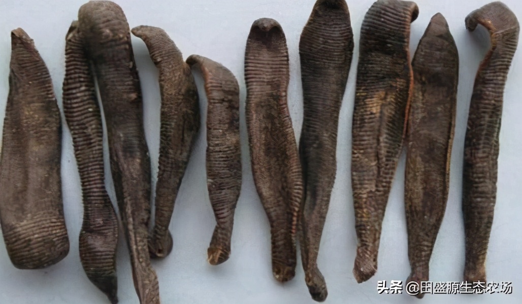 农村养殖水蛭真的可行吗？