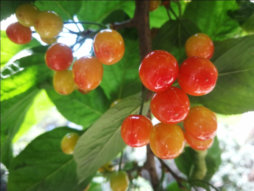 野樱桃树上面长的黑疙瘩是什么,樱桃树上面结满了樱桃图片